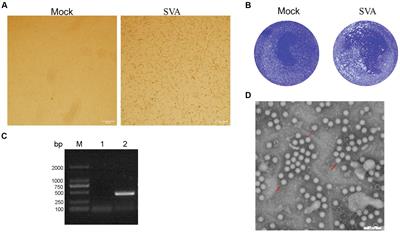 Development and evaluation of inactivated vaccines incorporating a novel Senecavirus A strain-based Immunogen and various adjuvants in mice